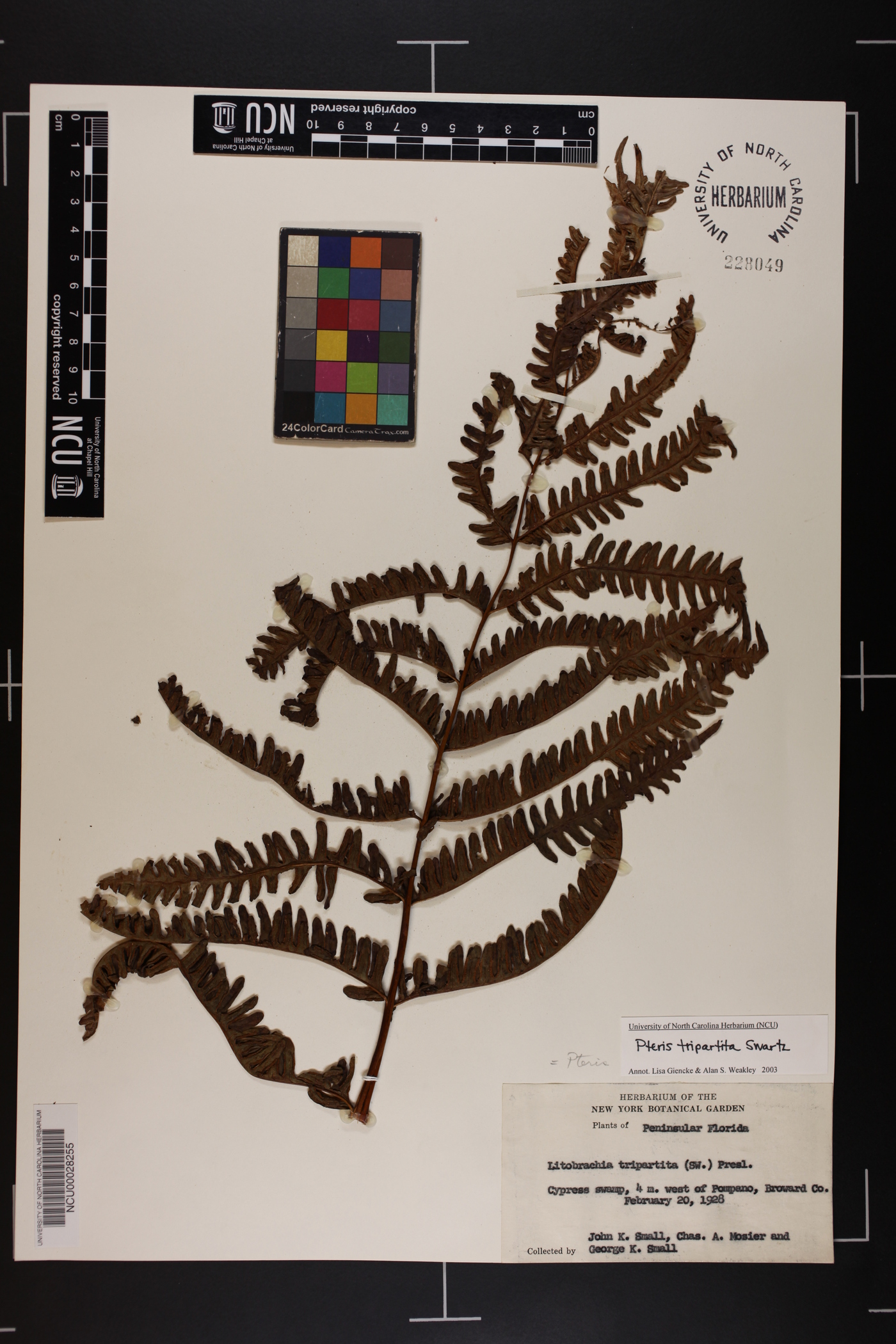 Pteris tripartita image