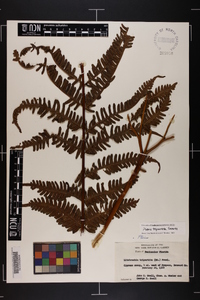 Pteris tripartita image