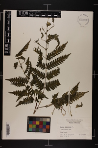 Pteris tripartita image