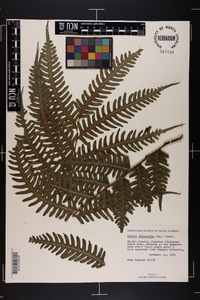 Pteris tripartita image