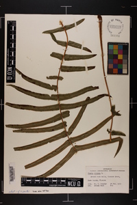 Pteris vittata image