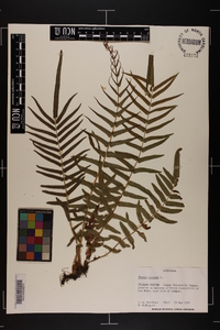 Pteris vittata image