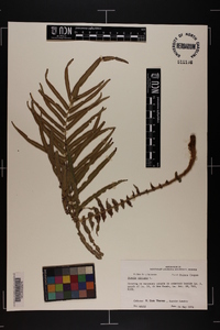 Pteris vittata image