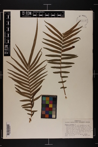 Pteris vittata image