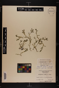 Selaginella apoda image