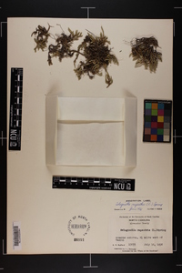 Selaginella rupestris image