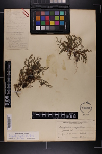 Selaginella rupestris image