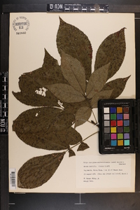 Carya carolinae-septentrionalis image