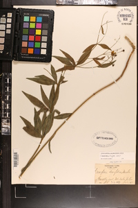 Coreopsis major image