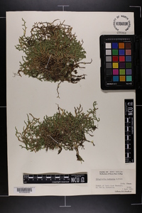 Selaginella tortipila image