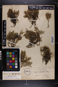 Selaginella tortipila image