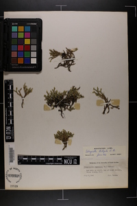 Selaginella tortipila image