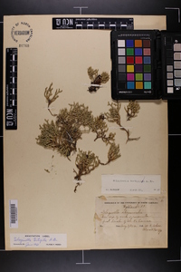 Selaginella tortipila image