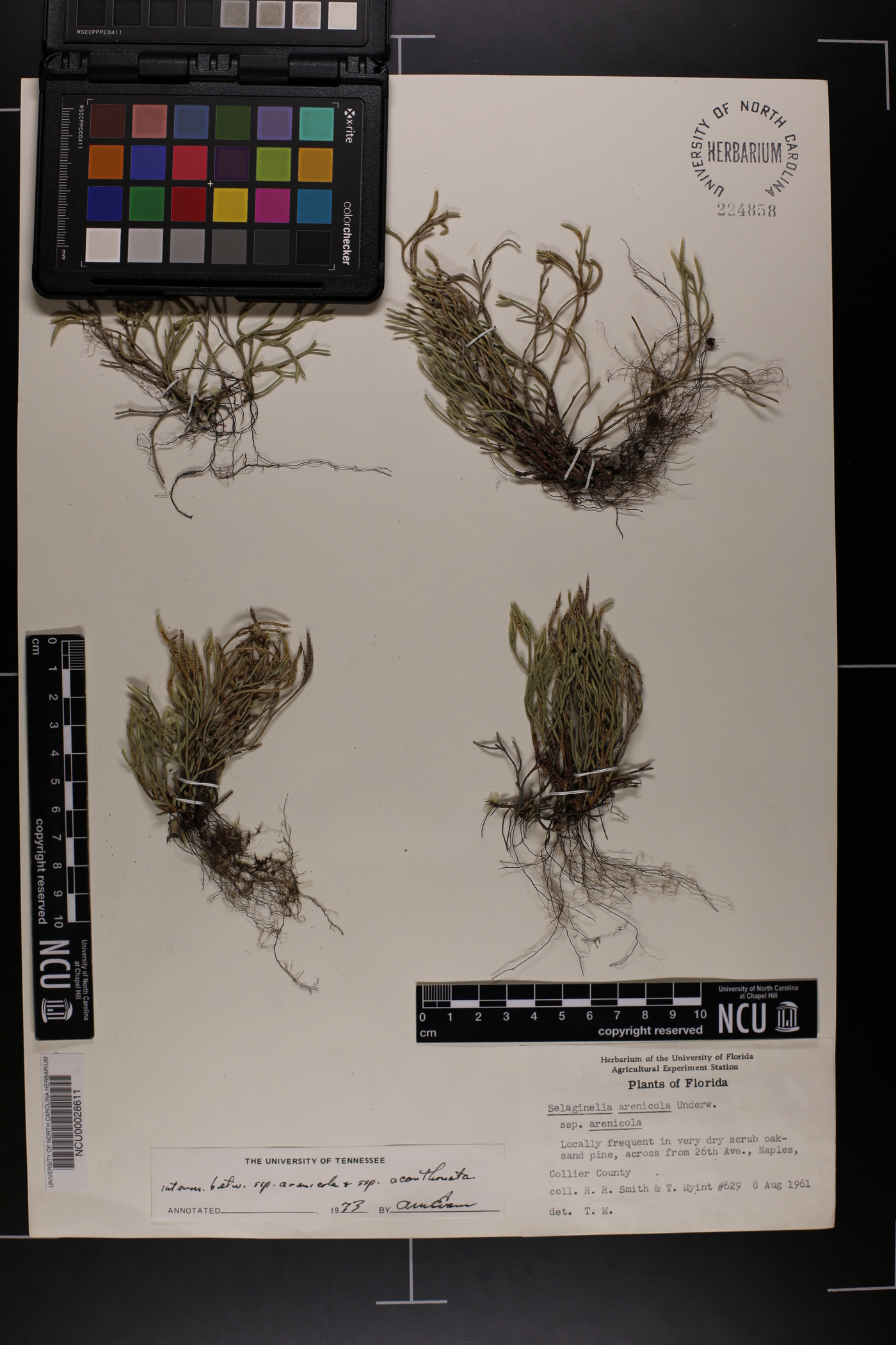 Selaginella arenicola subsp. arenicola image
