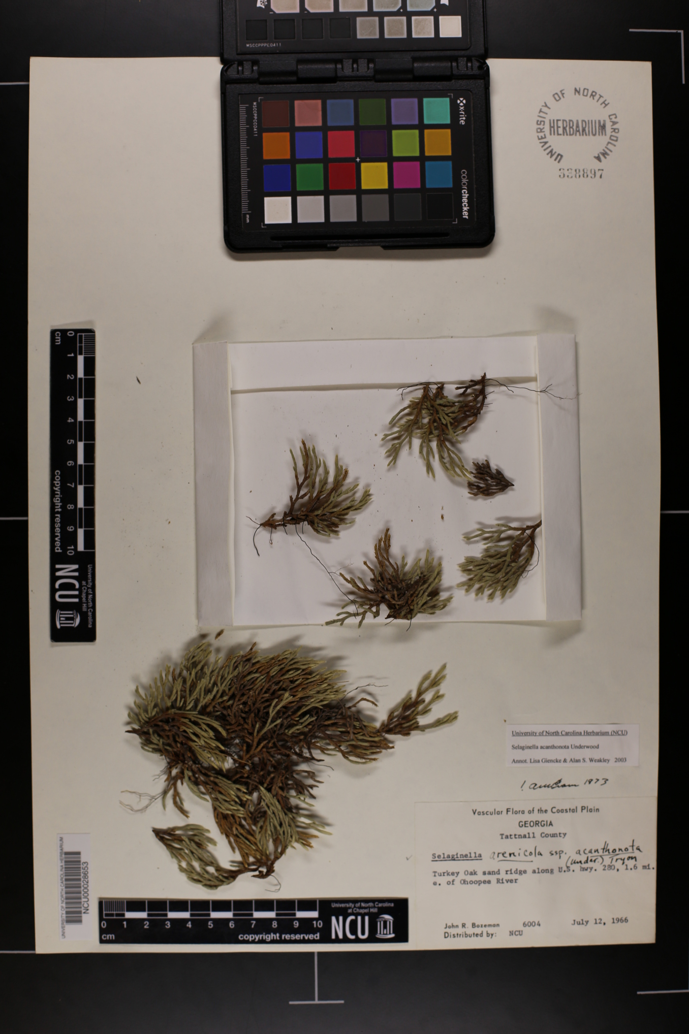 Bryodesma acanthonota image