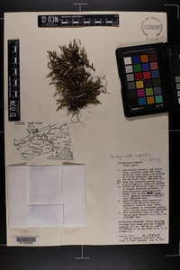 Selaginella rupestris image