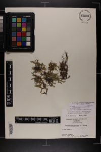 Selaginella rupestris image