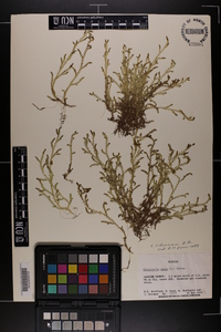 Selaginella ludoviciana image