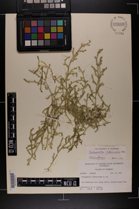 Selaginella ludoviciana image