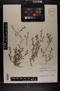 Selaginella ludoviciana image