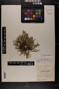 Selaginella tortipila image