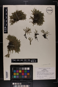 Selaginella tortipila image