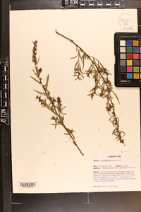 Ludwigia sphaerocarpa image