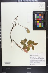 Gaultheria procumbens image