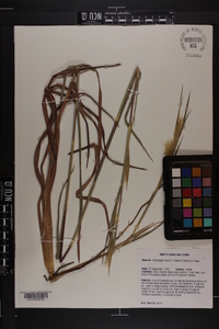 Andropogon mohrii image