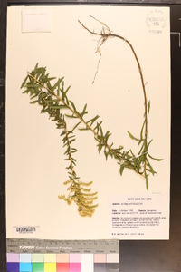 Solidago tortifolia image