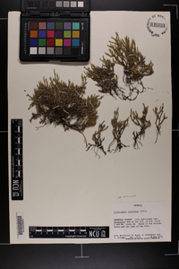 Selaginella arenicola image