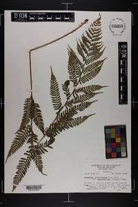 Athyrium filix-femina subsp. asplenioides image