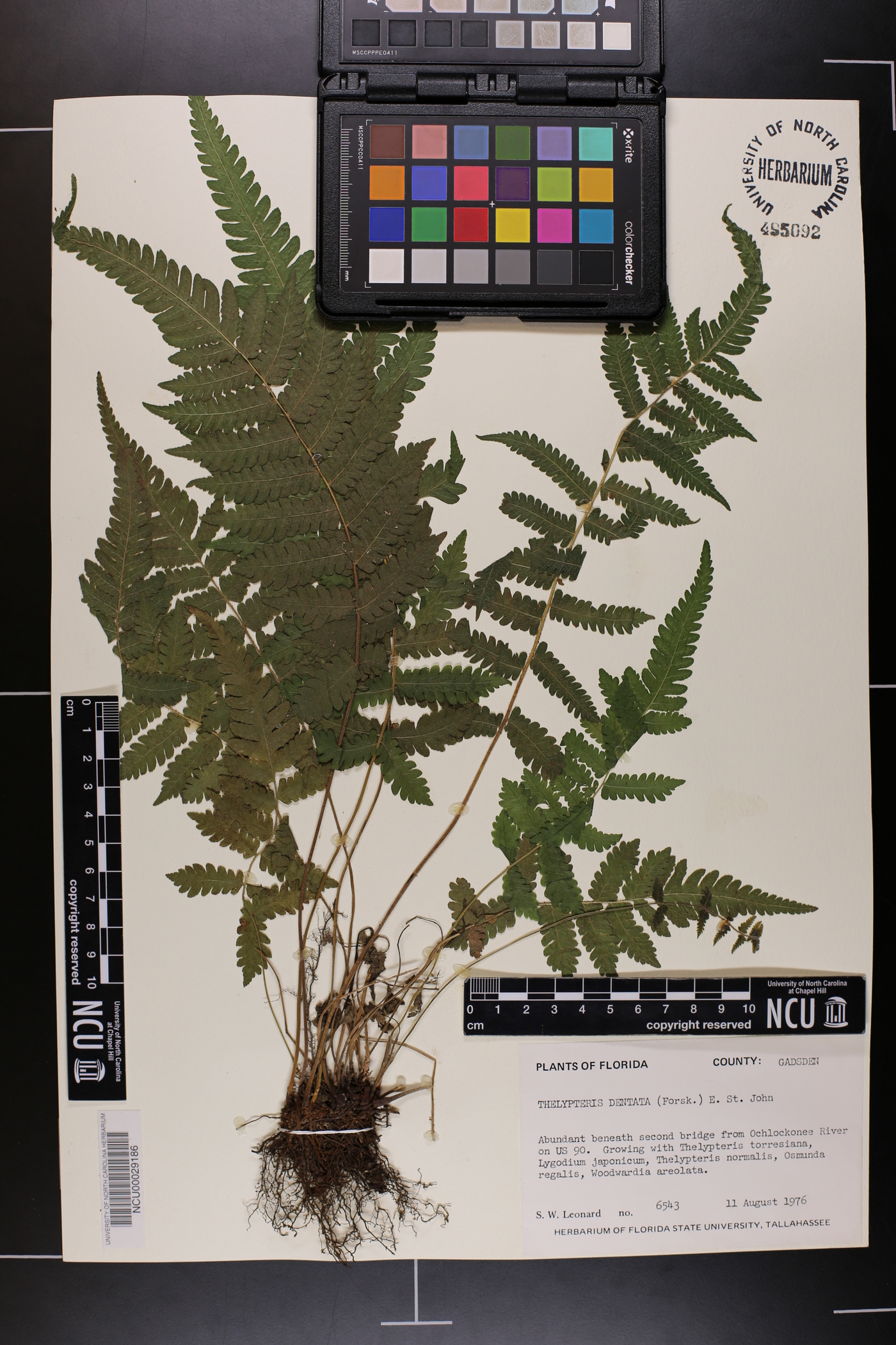 Thelypteris dentata image