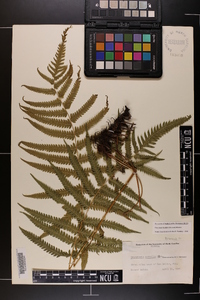 Thelypteris kunthii image