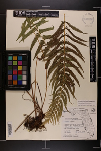 Thelypteris kunthii image