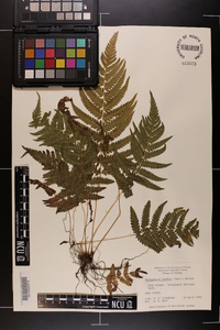 Thelypteris kunthii image