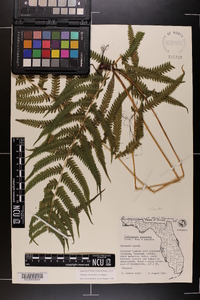 Thelypteris kunthii image