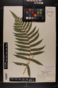 Thelypteris kunthii image