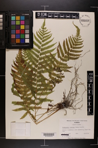 Thelypteris kunthii image