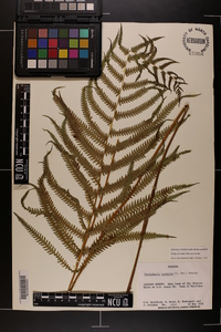 Thelypteris kunthii image