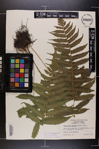 Thelypteris kunthii image