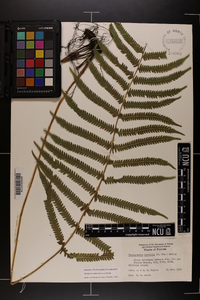 Thelypteris kunthii image