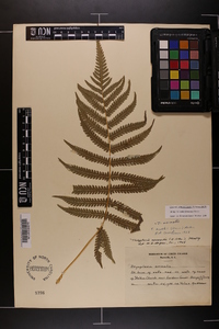 Thelypteris kunthii image