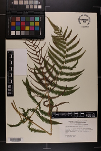 Thelypteris kunthii image