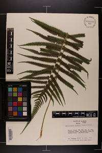 Thelypteris kunthii image