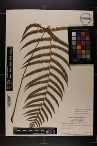 Thelypteris kunthii image