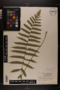 Thelypteris kunthii image