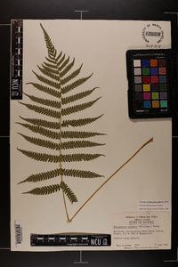 Thelypteris kunthii image