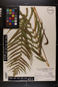 Thelypteris kunthii image