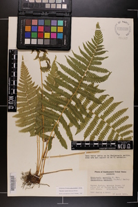 Thelypteris kunthii image